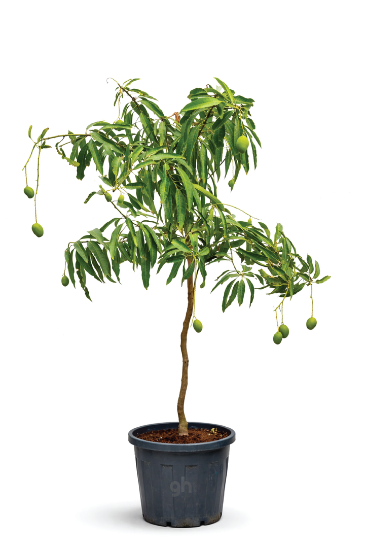 MANGO QIRAT TREE