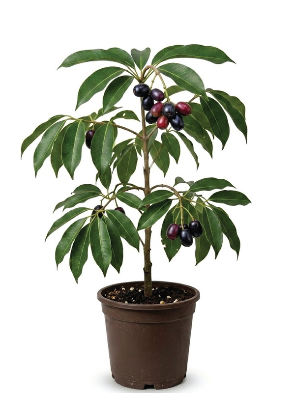 JAMUN JAMBOLAN FRUIT TREE<br>شجرة الجامون التوت الهندي