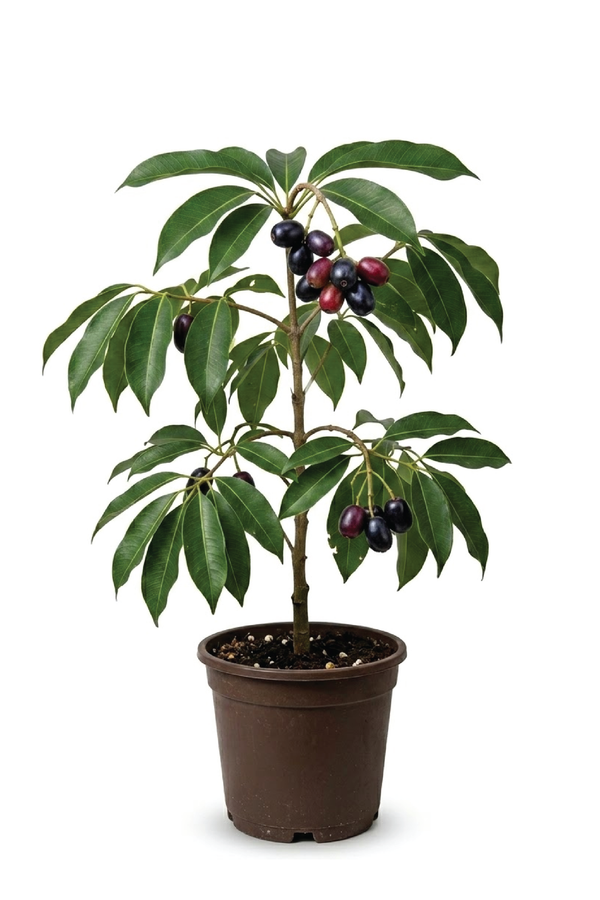 JAMUN JAMBOLAN FRUIT TREE<br>شجرة الجامون التوت الهندي