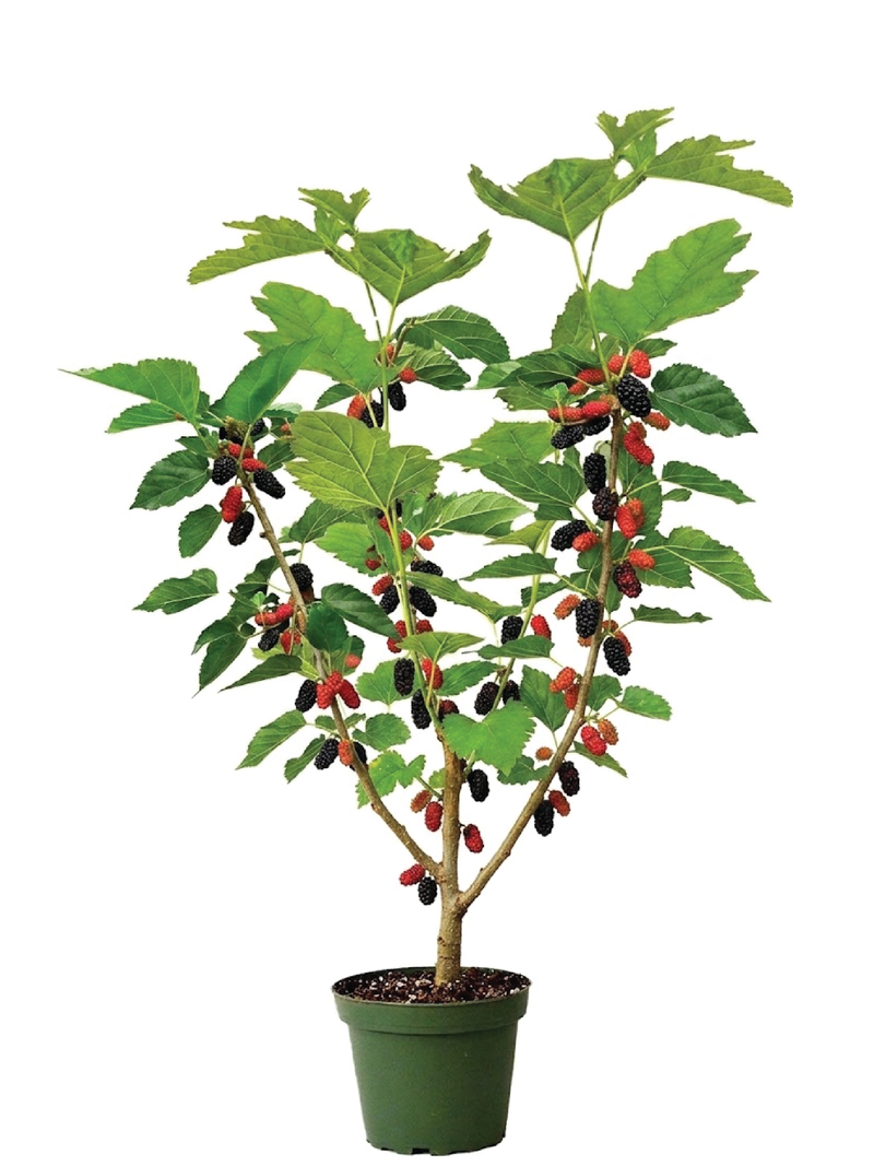 MALBERRY TREE