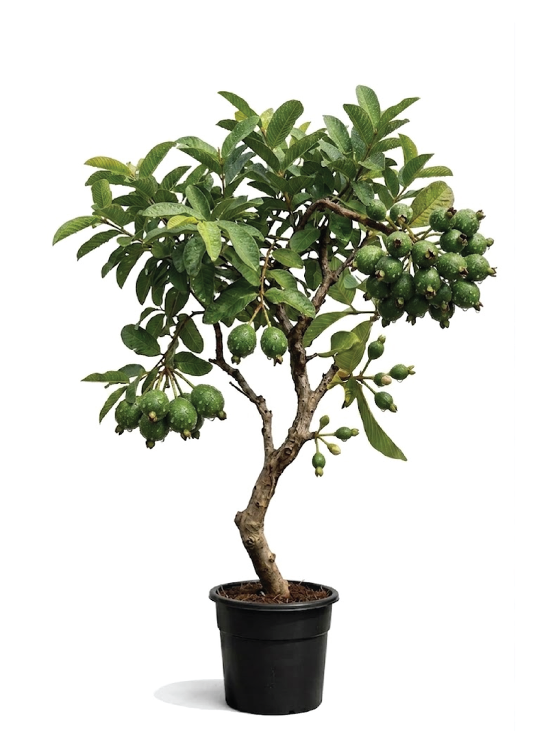 GUAVA TREE