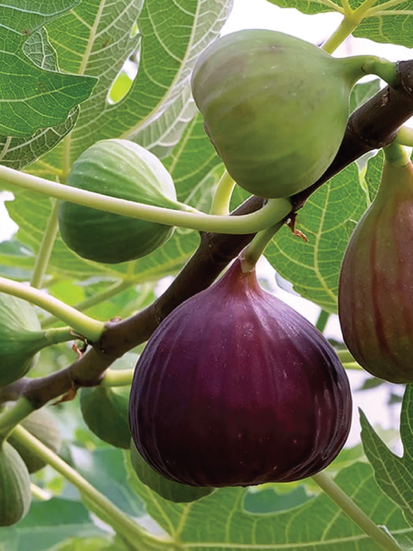 FIG TREE <br> شجرة التين