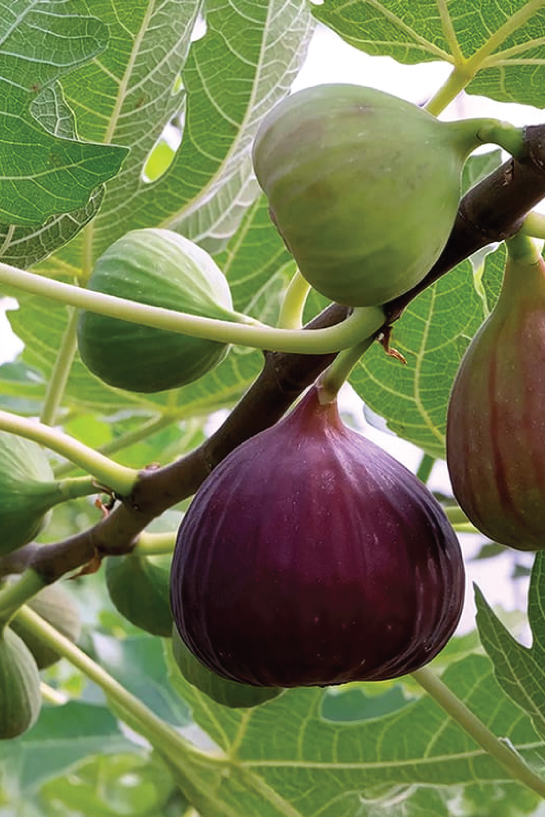 FIG TREE <br> شجرة التين