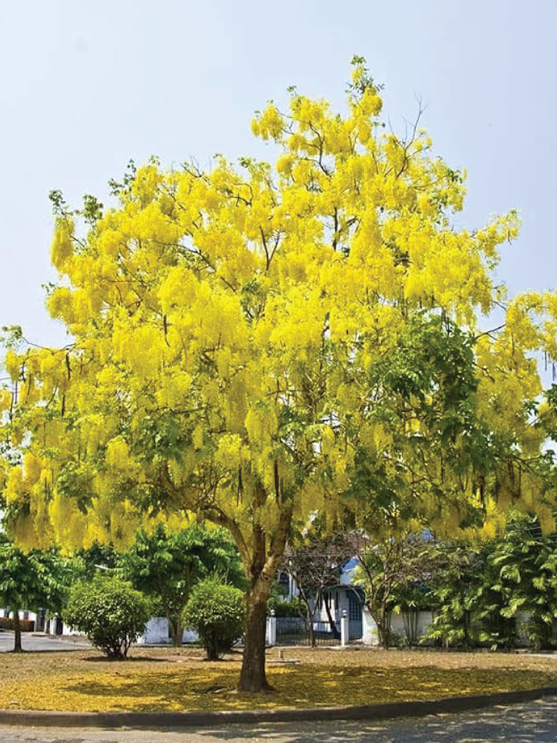 CASSIA FISTULA TREE