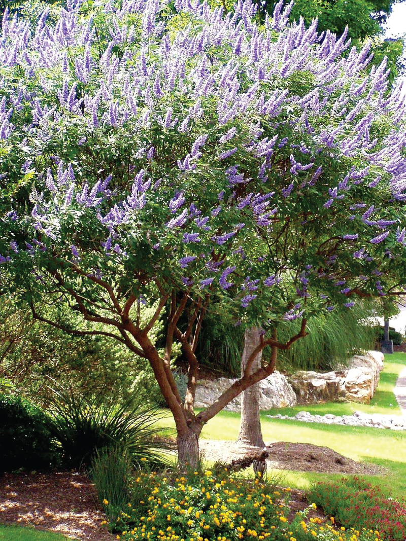 CHASTE TREE <br> شجرة كف مريم