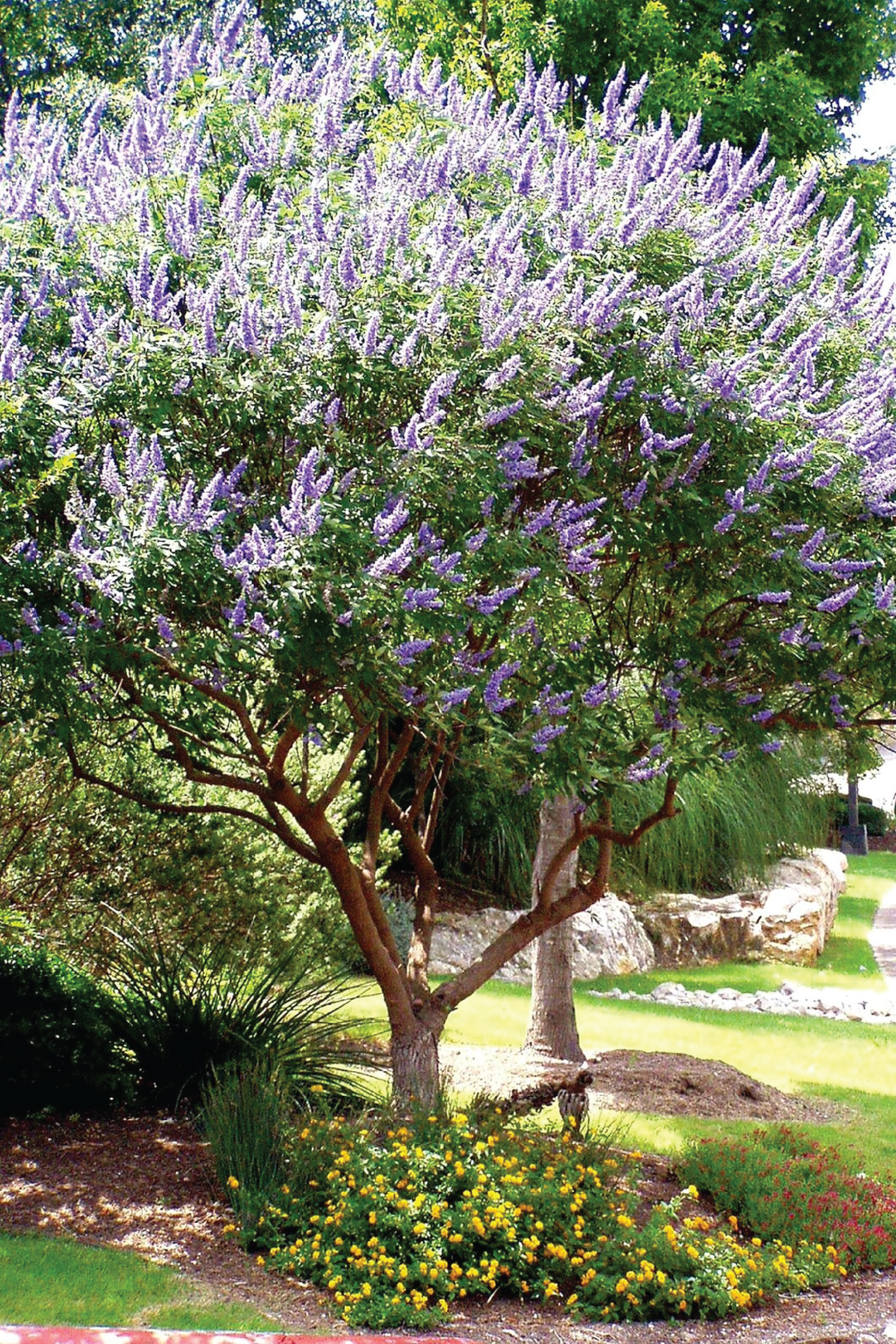 CHASTE TREE <br> شجرة كف مريم