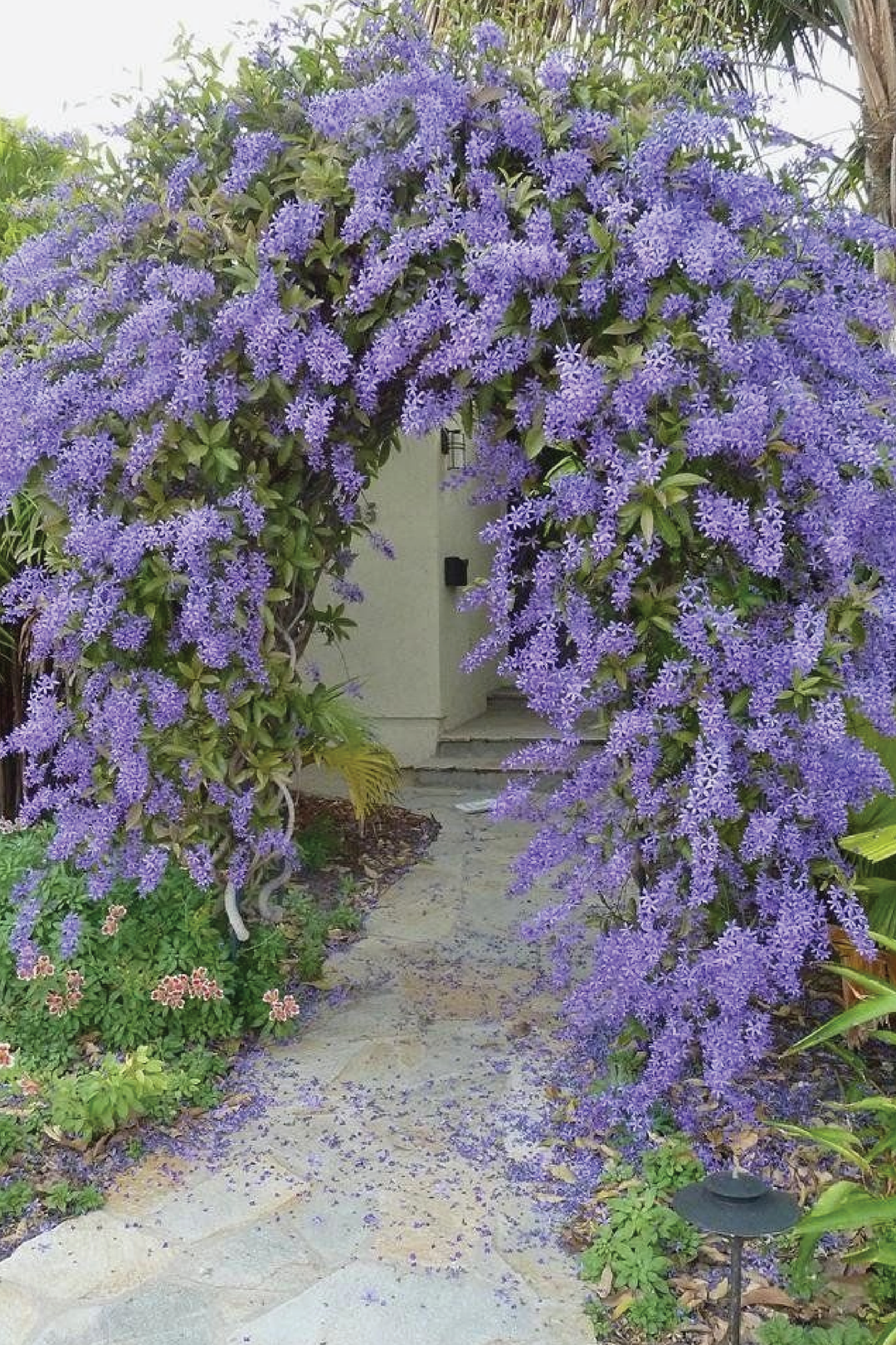 PETREA VOLUBILIS, SAND PAPER PLANT