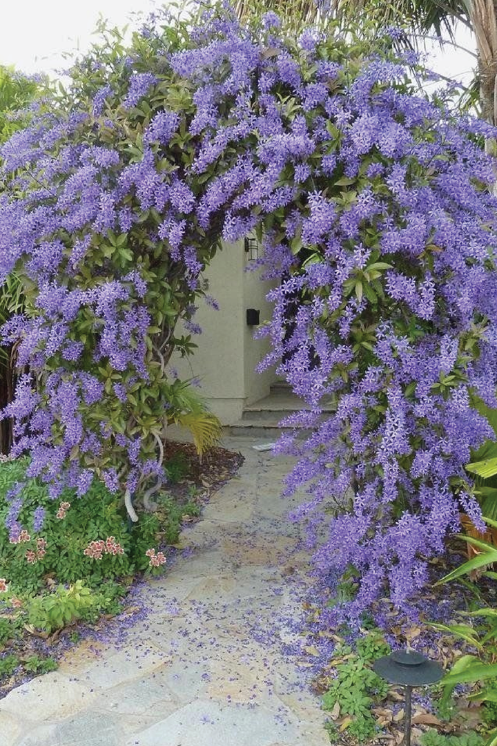 PETREA VOLUBILIS, SAND PAPER PLANT