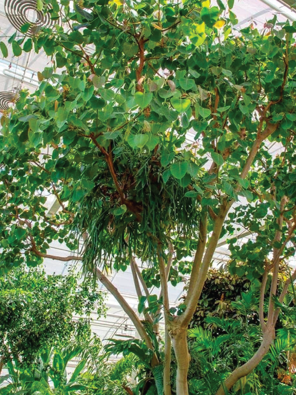SACRED FIG TREE,  FICUS RELIGIOSA