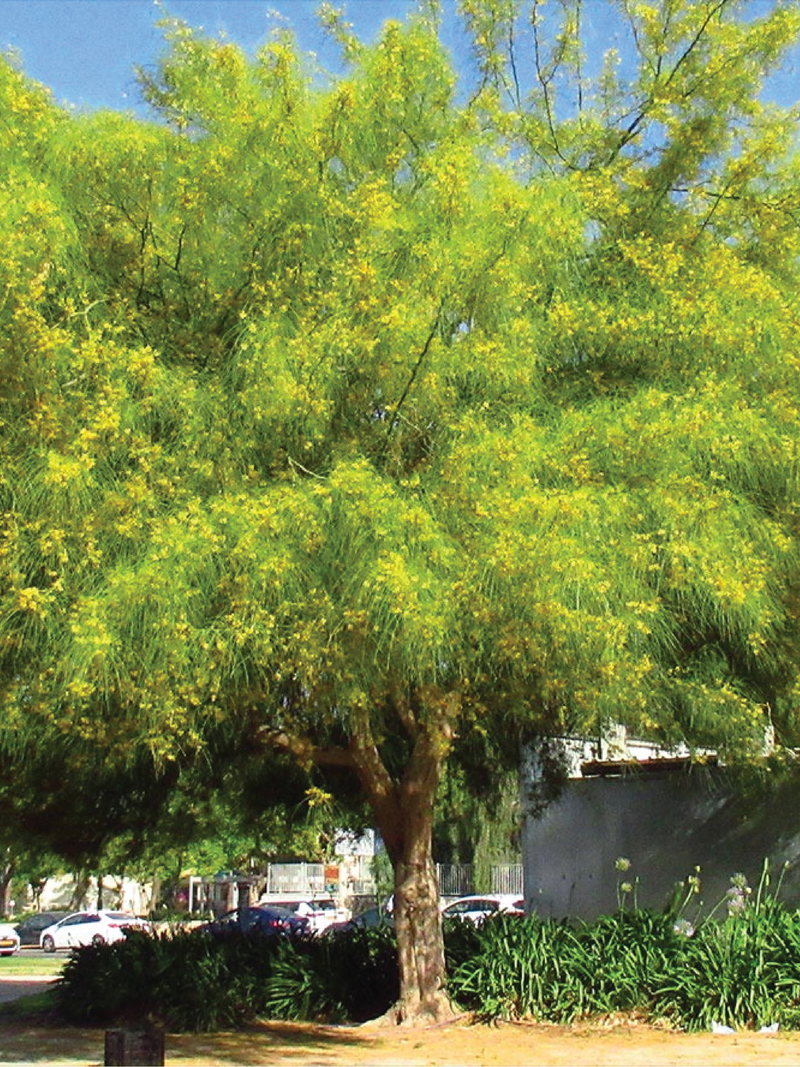 PARKINSONIA ACULEATA, JERUSALEM THRONE TREE