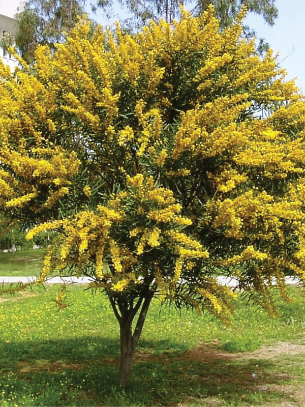 ACACIA TREE