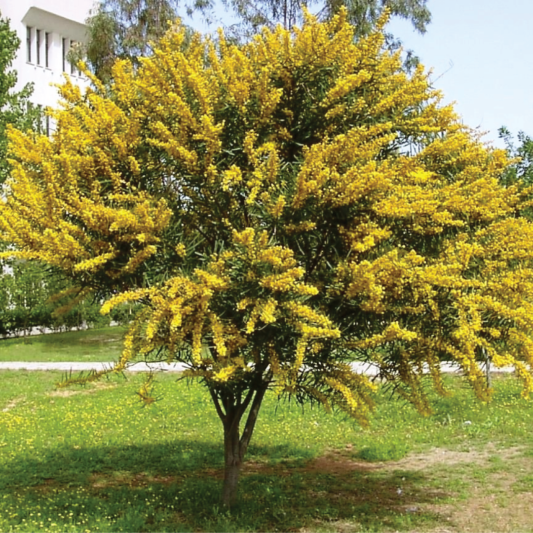 ACACIA TREE