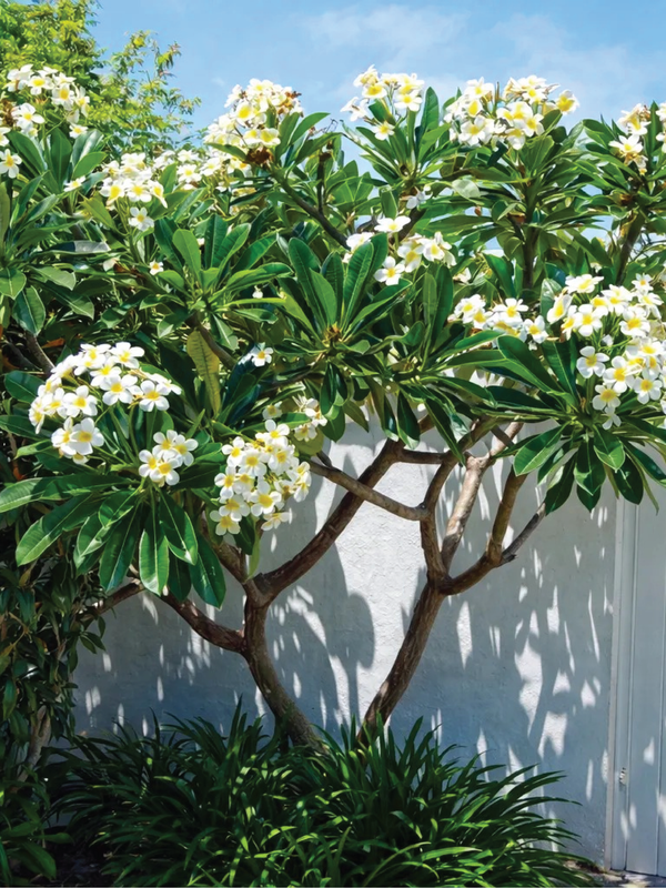 PLUMERIA OBTUSA, FRANGIPANI TREE
