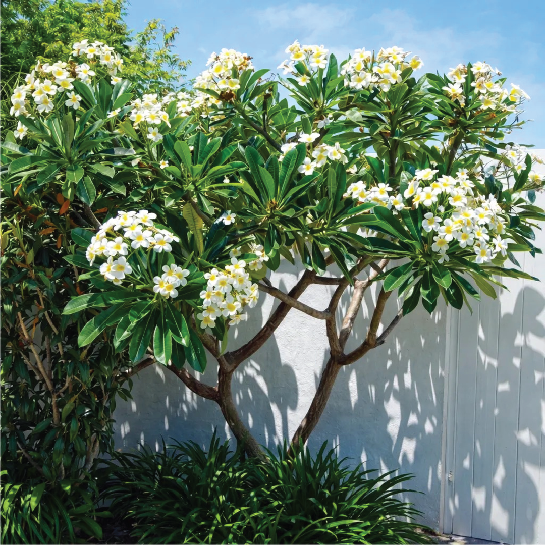 PLUMERIA OBTUSA, FRANGIPANI TREE