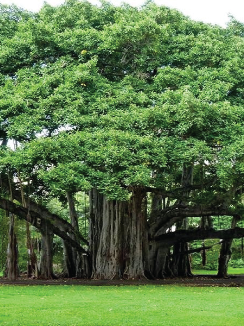 FICUS BENGHALENSIS, BANYAN TREE