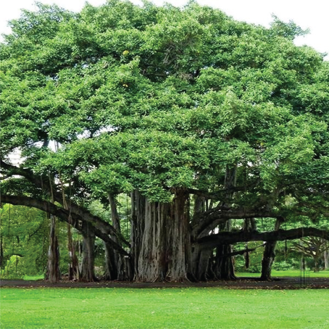 FICUS BENGHALENSIS, BANYAN TREE