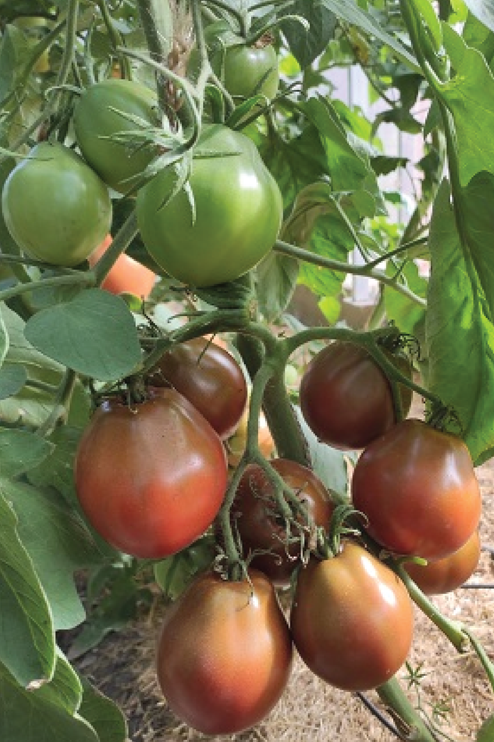 ORGANIC BLACK TRUFFLE TOMATO SEEDLING