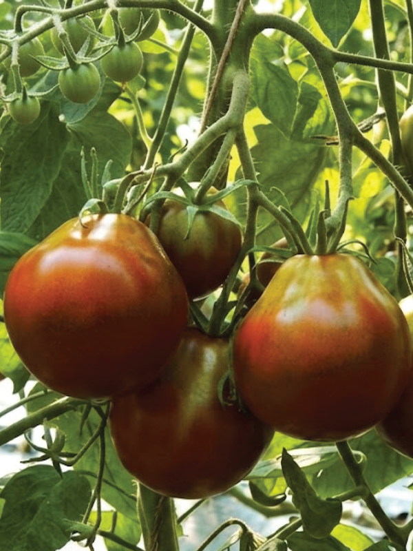 ORGANIC BLACK TRUFFLE TOMATO SEEDLING شتلة طماطم بلاك ترفل العضوية