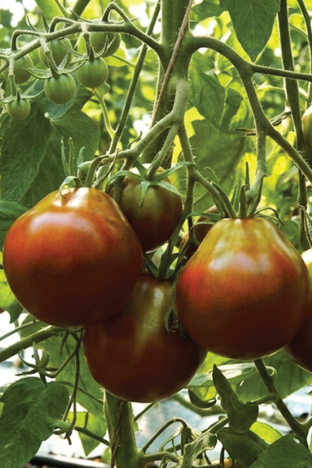 ORGANIC BLACK TRUFFLE TOMATO SEEDLING