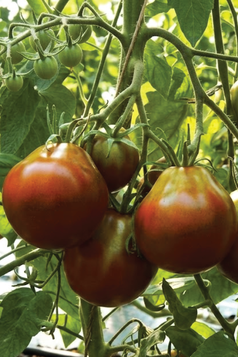 ORGANIC BLACK TRUFFLE TOMATO SEEDLING
