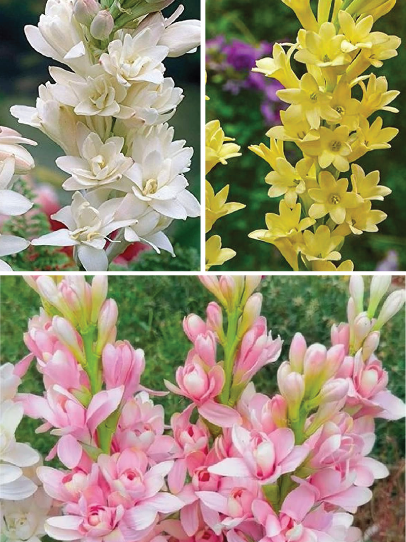 MIX TUBEROSE FLOWER BULBS <br> أبصال التيوب روز مكس