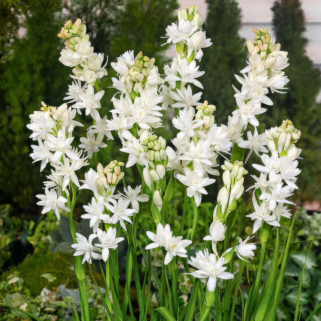 WHITE TUBEROSE BULBS