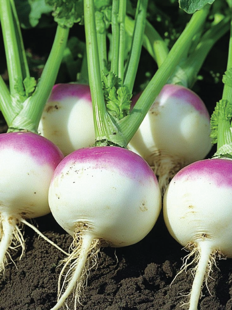 ORGANIC TURNIP SEEDLING
