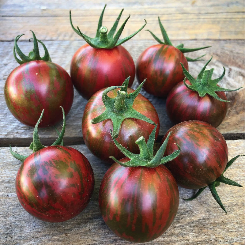 ORGANIC TOMATO PURPLE BUMBLE BEE SEEDLING<br>شتلات طماطم بمبل بي الأرجواني العضوية