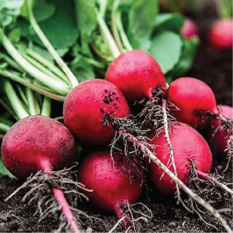 RADISH CHAMPION SEEDLING<br> شتلات فجل تشامبيون