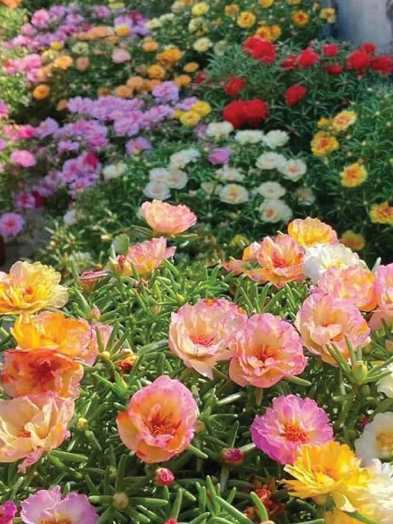 DOUBLE PORTULACA MIX FLOWER SEEDLING <br>  شتلات زهور دبل البورتولاكا مكس