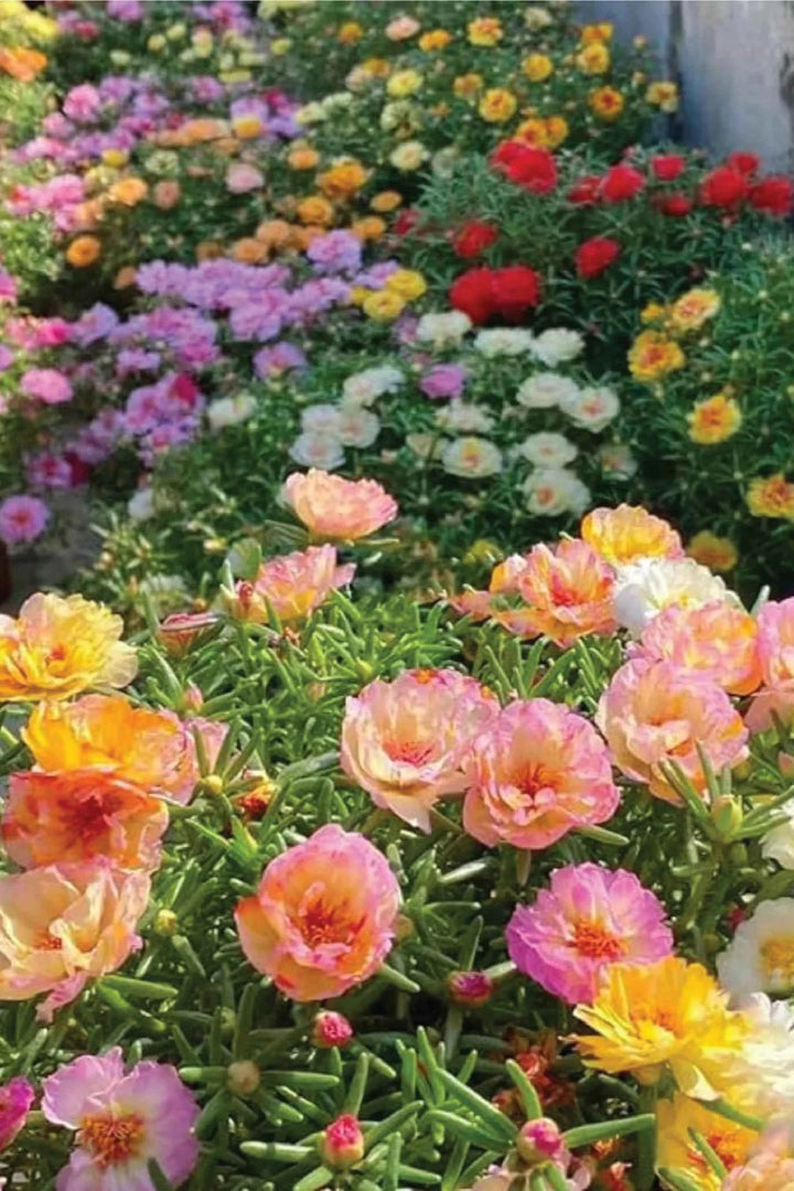 DOUBLE PORTULACA MIX FLOWER SEEDLING <br>  شتلات زهور دبل البورتولاكا مكس