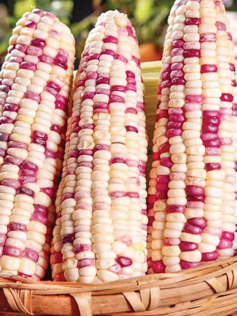 COLORED CORN SEEDS <br> بذور الذرة الملونة