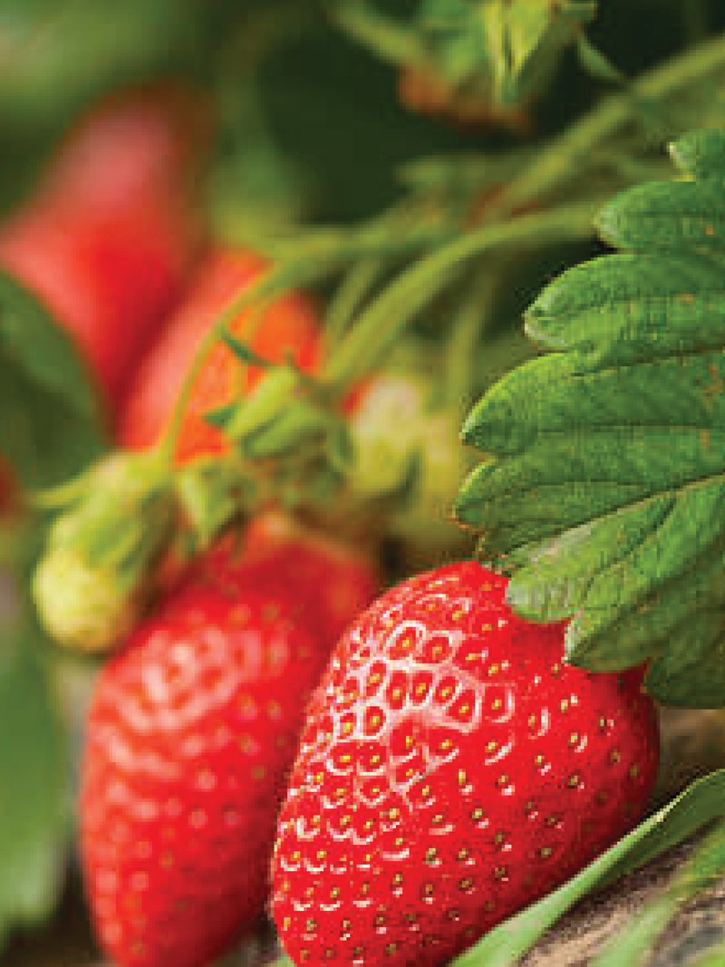 STRAWBERRY SEEDS <br> بذور الفراولة