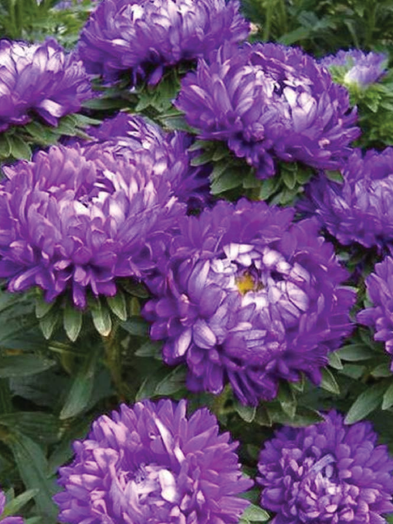 PURPLE CHRYSANTHEMUM SEEDS <br> بذور الاقحوان البنفسجي