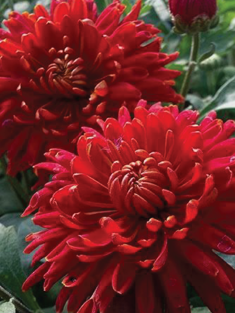 RED CHRYSENTHEMUM SEEDS <br> بذور الأقحوان الأحمر