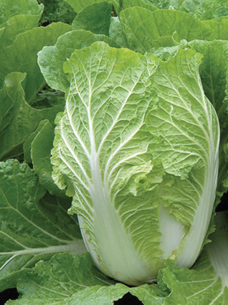 NAPA CABBAGE SEEDS <br>بذور الملفوف نابا