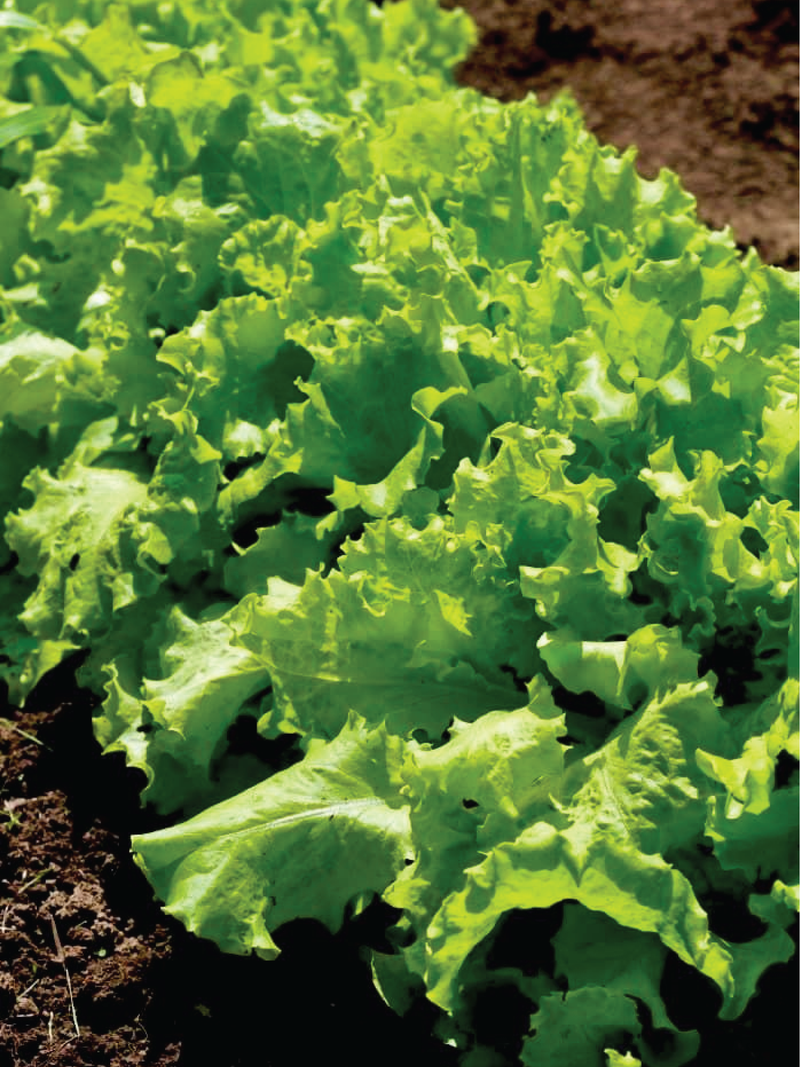 ITALIAN BUTTERCRUNCH LETTUCE SEEDS <br> بذور الخس الإيطالية المقرمشة
