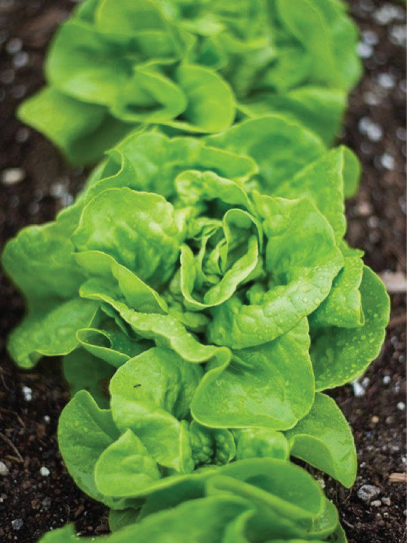 CREAM LETTUCE SEEDS <br> بذور الخس الكريمي
