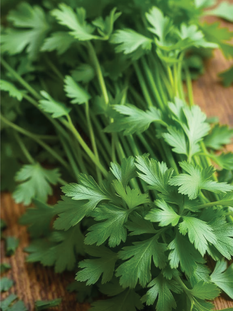 LARGE LEAF CORIANDER SEEDS <br> بذور الكزبرة ذات الأوراق الكبيرة