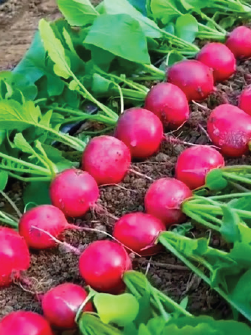 CHERRY RADISH SEEDS <br> بذور الفجل الكرزي