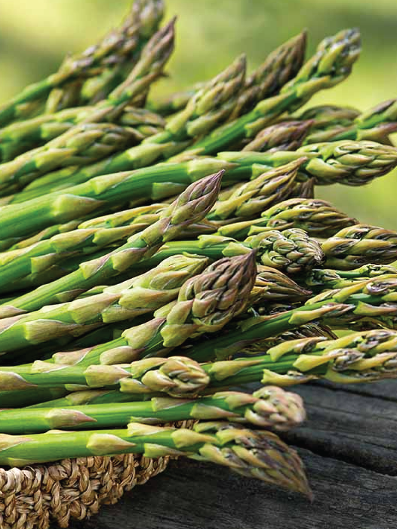 ASPARAGUS SEEDS <br> بذور الهليون