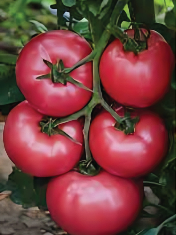 CASPIAN PINK TOMATO SEEDS <br> بذور الطماطم كاسبيان بينك