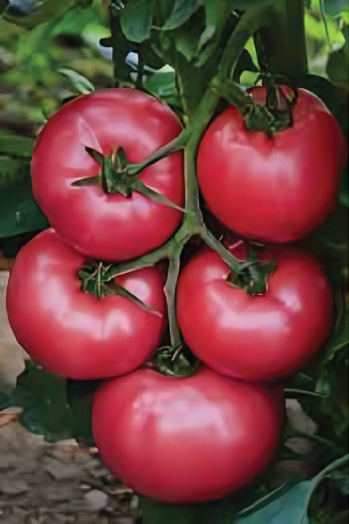 CASPIAN PINK TOMATO SEEDS <br> بذور الطماطم كاسبيان بينك