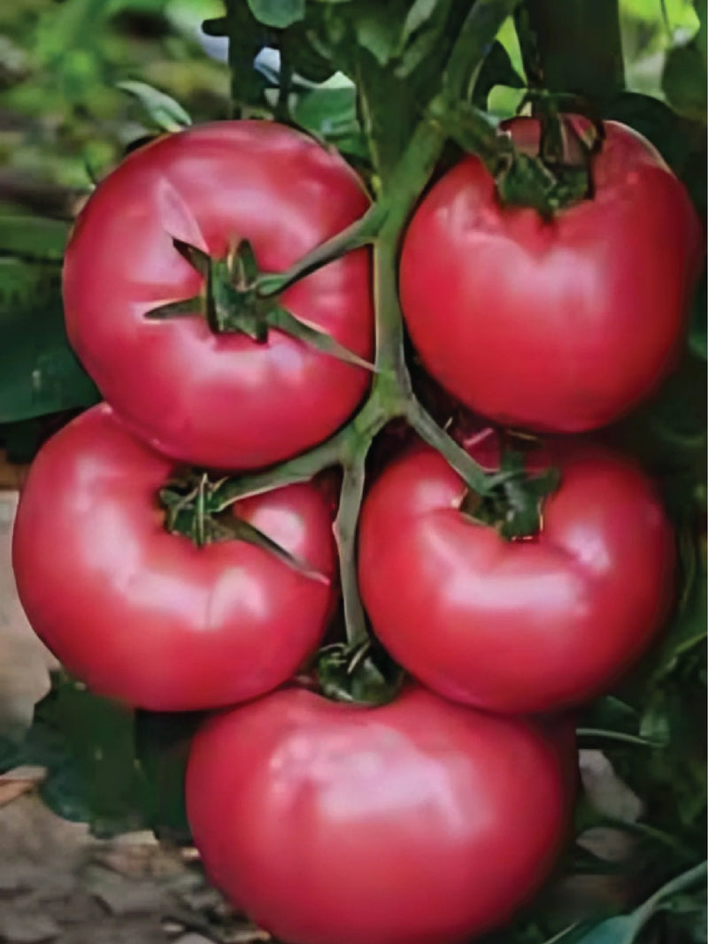 ORGANIC CASPIAN PINK TOMATO SEEDLING <br> شتلات الطماطم العضوية كاسبيان بينك