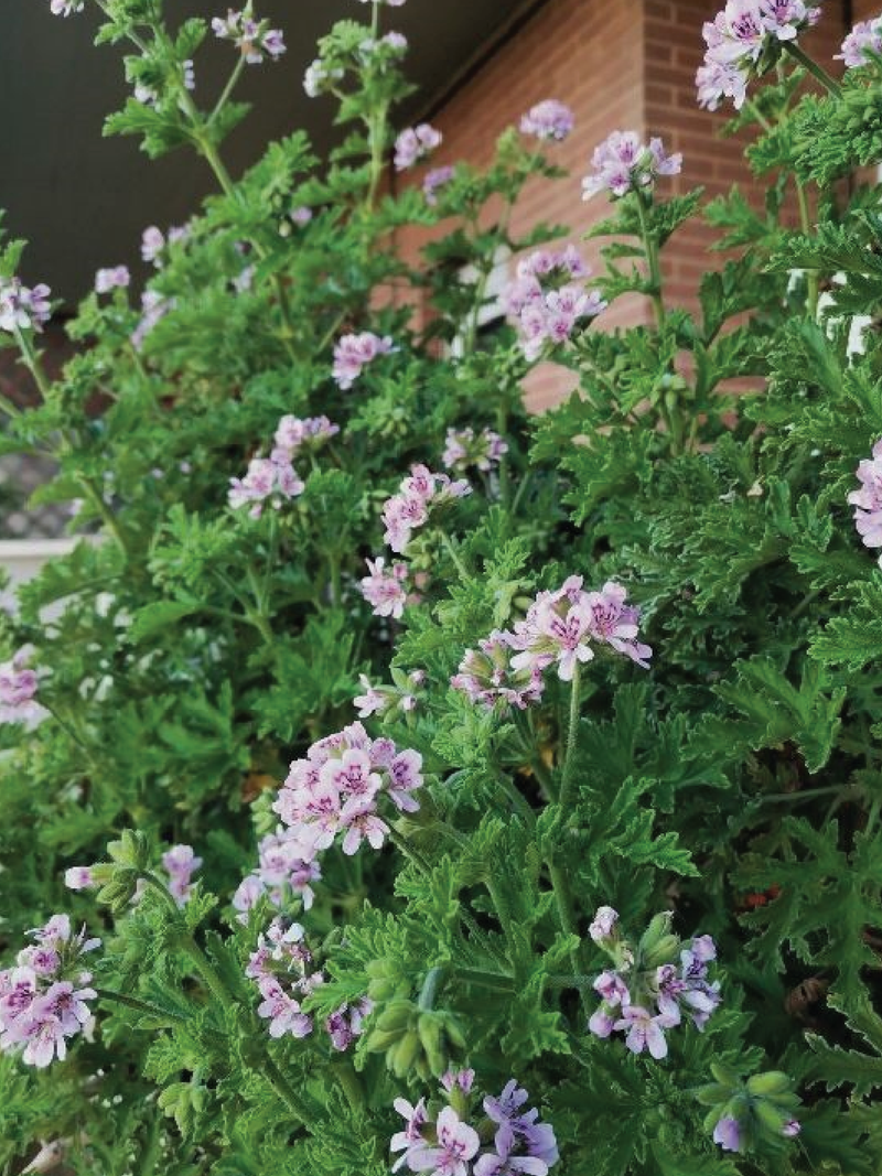 ROSE GERANIUM SEEDS <br> بذور عشبة العطرة