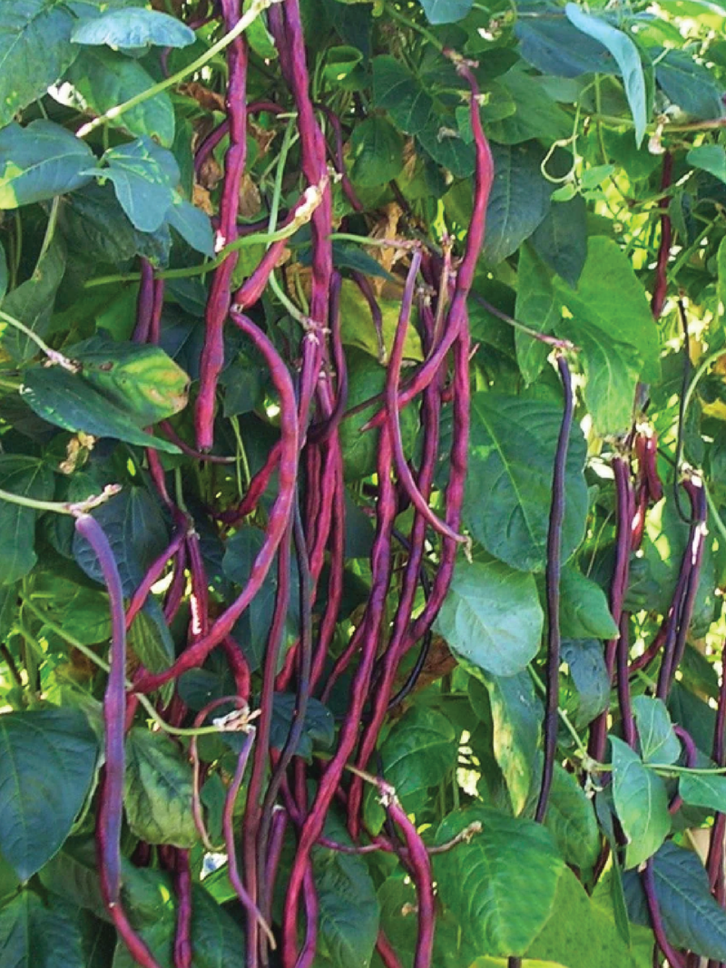LONG PURPLE BEAN SEEDS <br> بذور الفاصولياء البنفسجية الطويلة