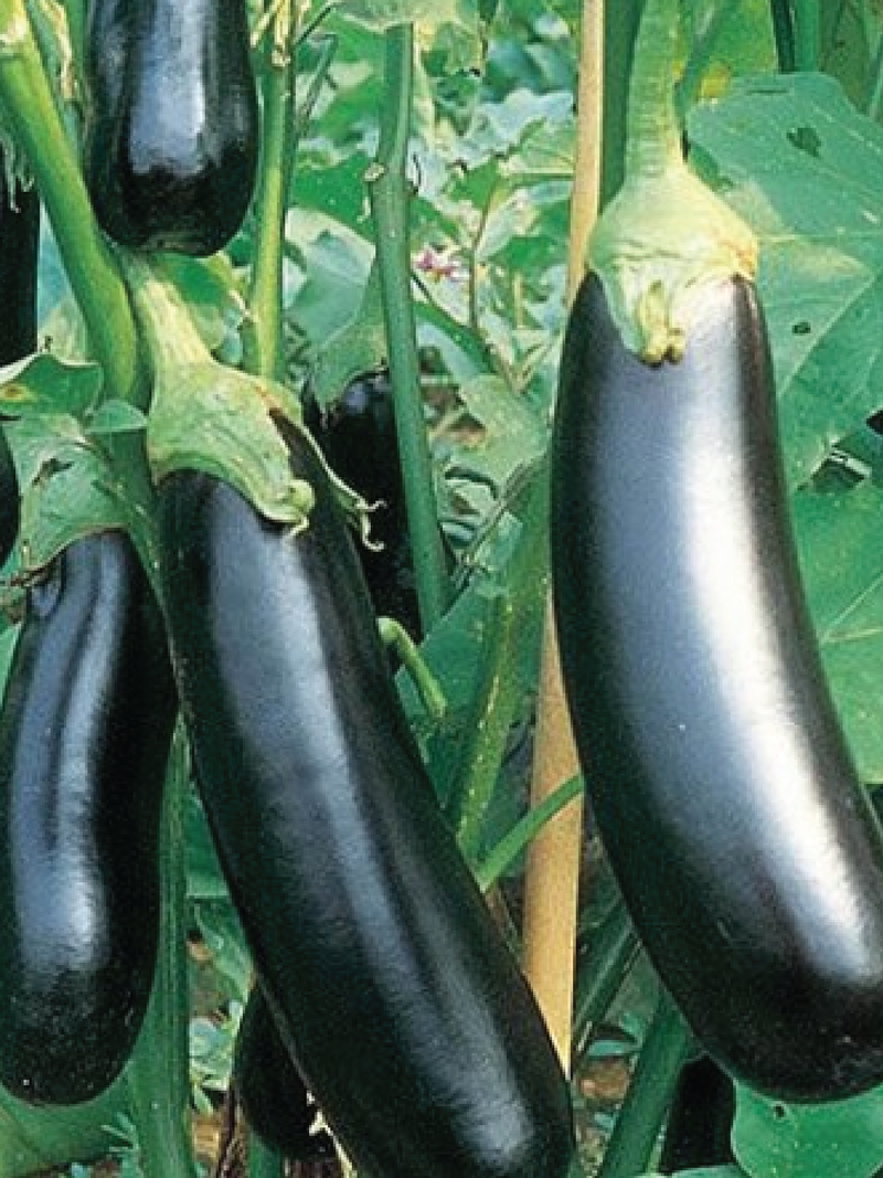LONG EGGPLANT SEEDS <br> بذور الباذنجان الطويل