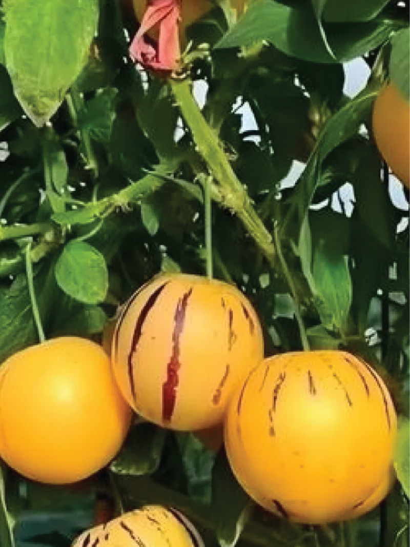 PEPINO MELON SEEDS <br> بذور البطيخ البيبينو