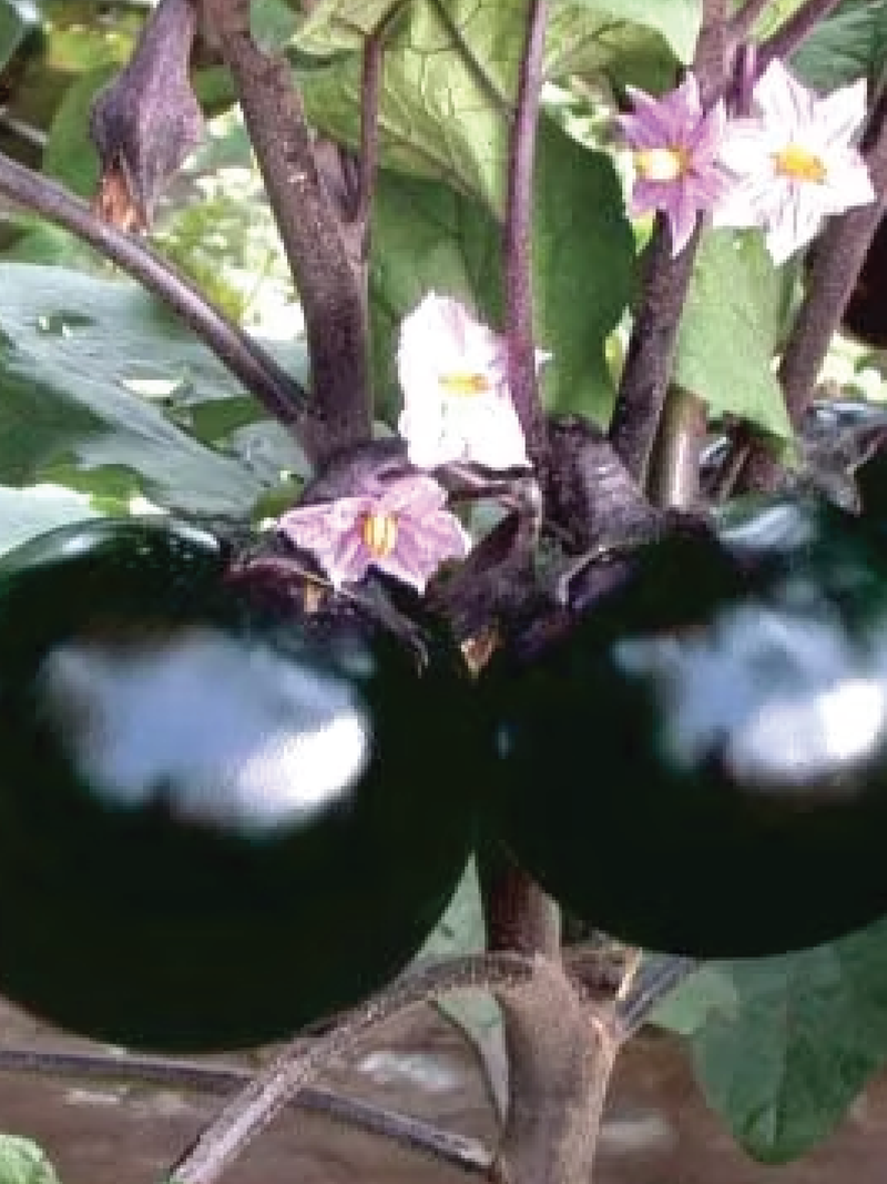 ROUND EGGPLANT SEEDS <br> بذور الباذنجان المستدير