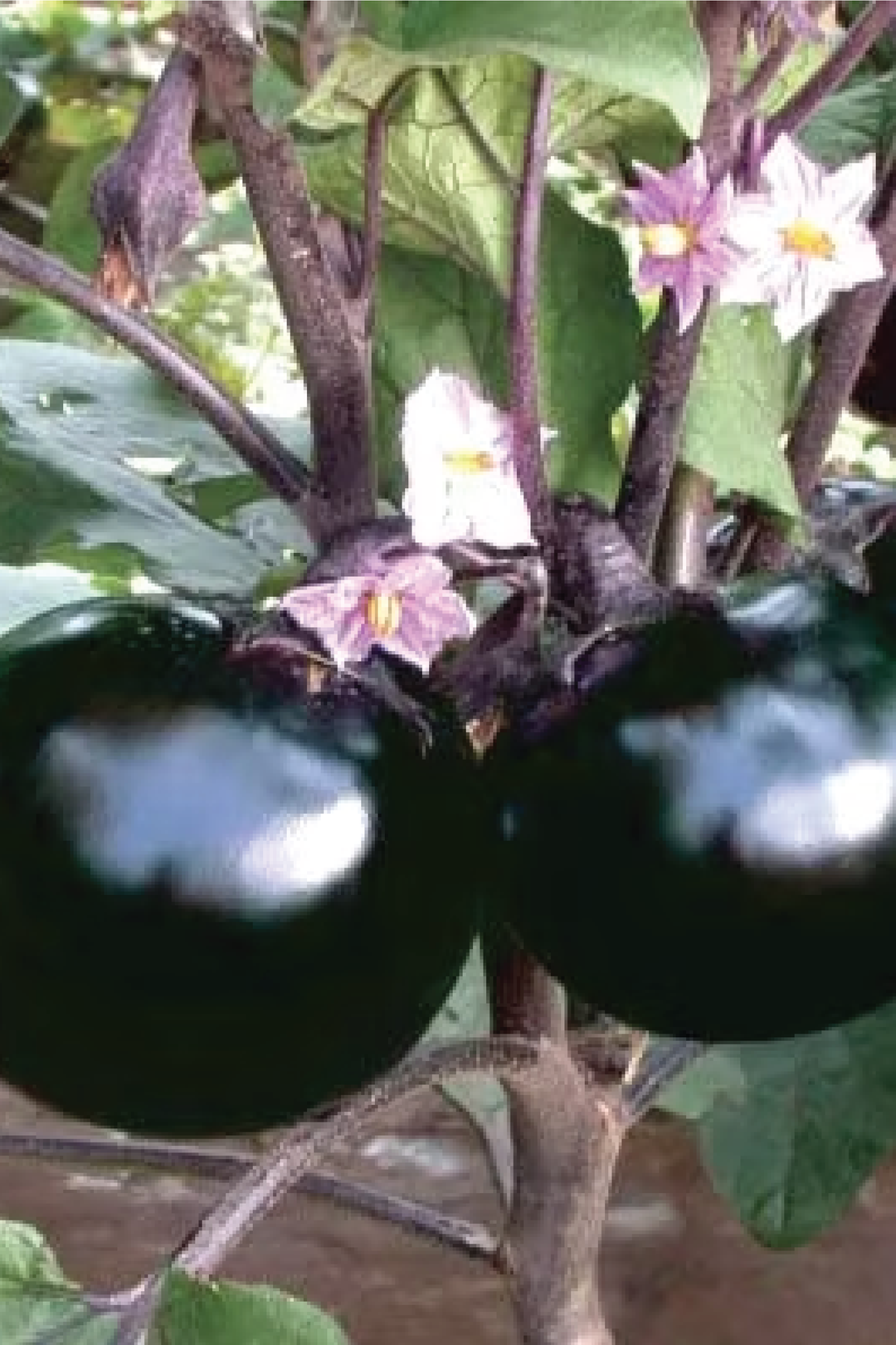 ROUND EGGPLANT SEEDS <br> بذور الباذنجان المستدير